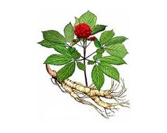 ginseng korenina za povečanje potenciala